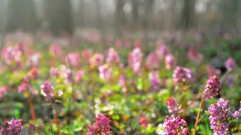 Sun rays on corydalis cava in forest. Field of spring violet flowers. Stock Footage 127890500