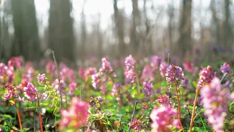 Sun rays on corydalis cava in forest. Field of spring violet flowers. Stock-Footage 127890557