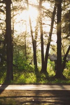 Sun rays crossing a misty forest photographed in an early summer morning. Stock Photos