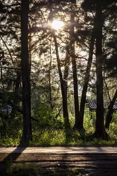 Sun rays crossing a misty forest photographed in an early summer morning. Stock Photos