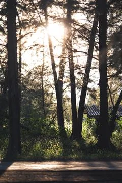 Sun rays crossing a misty forest photographed in an early summer morning. Stock Photos