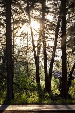 Sun rays crossing a misty forest photographed in an early summer morning. Stock Photos