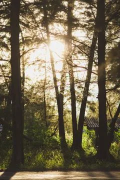 Sun rays crossing a misty forest photographed in an early summer morning. 스톡 사진