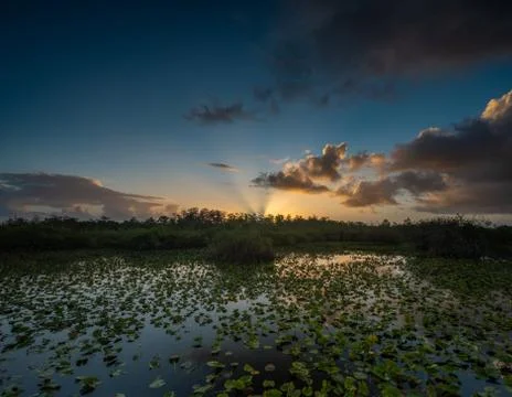 Sun Rays Cut Through Horizon Over Everglades Photos