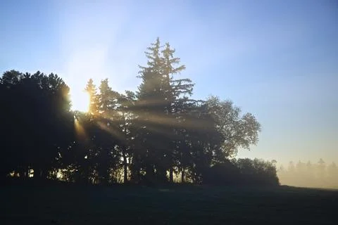Sun-rays cutting through the trees on a foggy morning in the farm Stock Photos
