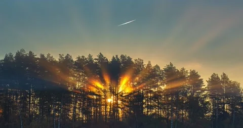 Sun rays emerging in the forest, light rays moving in the cold morning Stock Footage 165162369
