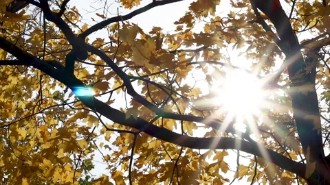 Sun rays emerging though the autumn tree branches 動画素材 164055123