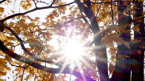 Sun rays emerging though autumn tree branches Stock Footage 164055351