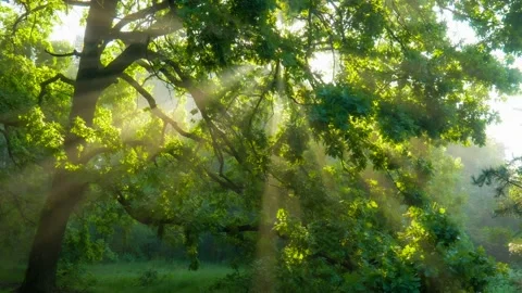 Sun rays emerging though the green tree branches. Magical forest with warm Stock Footage 133226728