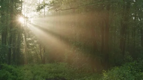 Sun rays emerging though the green tree branches. Magical forest with warm Stock Footage 136090203