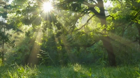 Sun rays emerging though the green tree branches. Magical forest with warm Stock-Footage 137405000