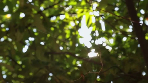 Sun rays emerging though the green tree branches. Magical spring forest with Stock Footage 146994893