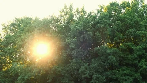 Sun rays emerging though the green tree branches. Magical forest Video stock 149157314