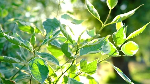 Sun rays emerging though the green tree branches. Magical spring forest with Stock Footage 157263080