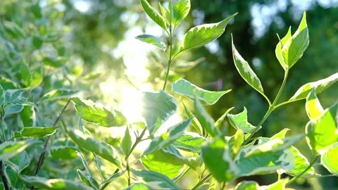 Sun rays emerging though the green tree branches. Magical spring forest with Stock Footage 157407009