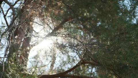 Sun rays emerging though the green tree branches. Magical forest with warm Stock Footage 194571881
