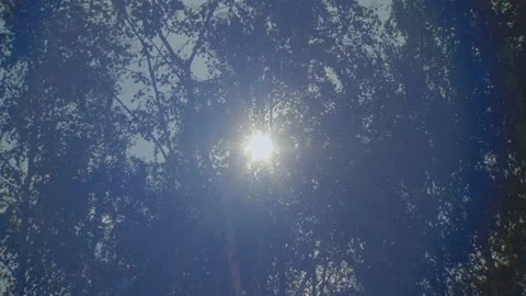 Sun rays emerging though the green tree branches. Magical forest with warm Stock Footage 195511058