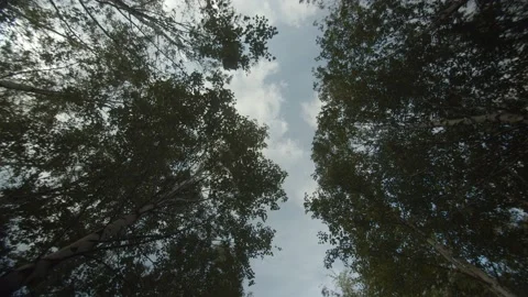 Sun rays emerging though the green tree branches. Magical forest with warm Stock Footage 195511358