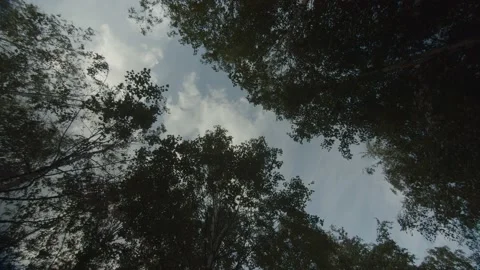 Sun rays emerging though the green tree branches. Magical forest with warm Stock Footage 195989290