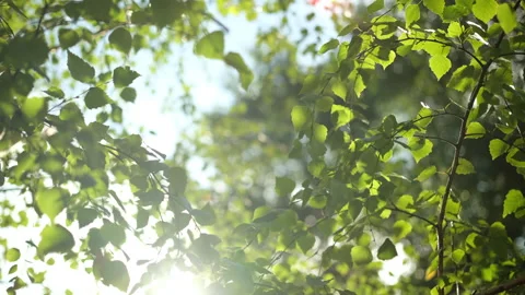 Sun rays emerging though the green tree branches Stock Footage 250238485