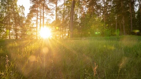 Sun rays emerging though the green tree branches. Magical forest with warm Stock-Footage 252035074