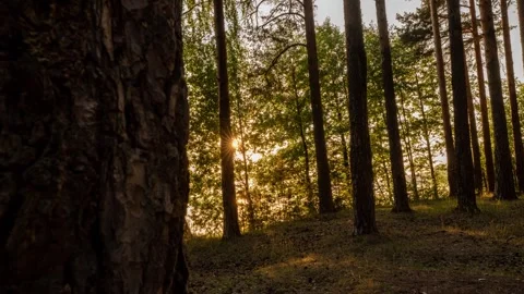 Sun rays emerging though the green tree branches. Magical forest with warm Stock Footage 252489159