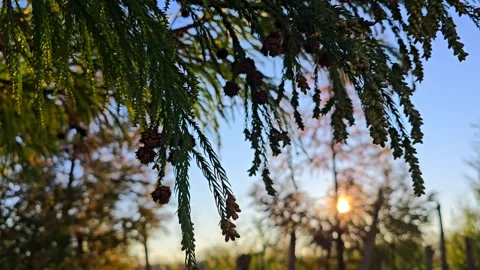 Sun rays emerging though the green tree branches. Magical forest with warm Video stock 301089499