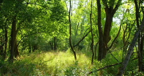 Sun rays emerging though the lush green tree canopy onto ground covered with Stock-Footage 260138582