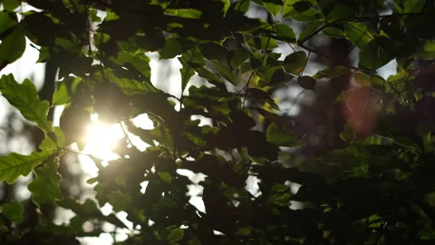 Sun rays emerging through oak tree branches Stock Footage 158525447