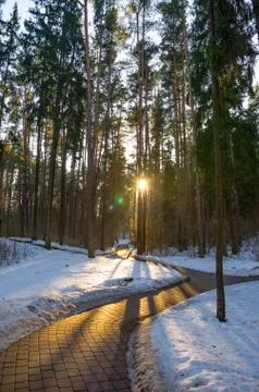 Sun rays of the evening sunset in the winter pine forest Stock Photos