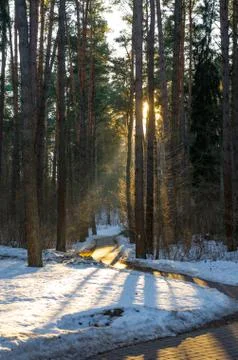 Sun rays of the evening sunset in the winter pine forest Foto stock