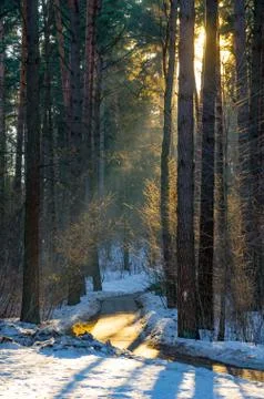 Sun rays of the evening sunset in the winter pine forest Stock Photos