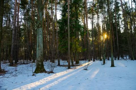 Sun rays of the evening sunset in the winter pine forest Stock-Fotos