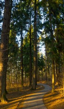 Sun rays of the evening sunset in the winter pine forest Foto stock