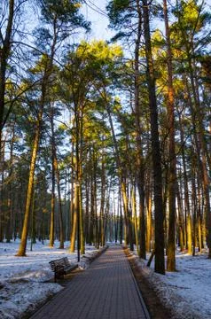 Sun rays of the evening sunset in the winter pine forest Stock Photos