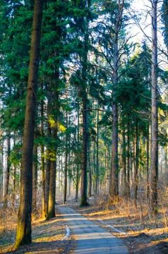 Sun rays of the evening sunset in the winter pine forest Stock Photos
