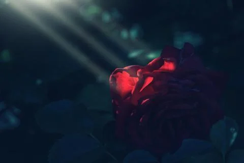 Sun rays fall over red rose in dark shadow Fotos de archivo