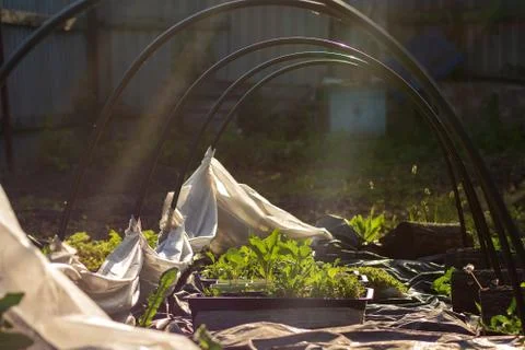 Sun rays fall on seedlings in an open greenhouse in the courtyard of a small Stock-Fotos