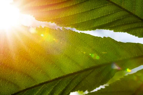 Sun rays fall through chestnut leaf Stock Photos