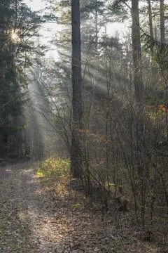 Sun rays fall through the forest, Lusatia, Saxony, Germany, December 2025 Stock Photos
