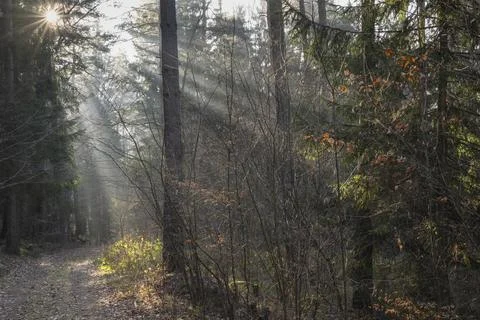 Sun rays fall through the forest, Lusatia, Saxony, Germany, December 2025 Stock Photos
