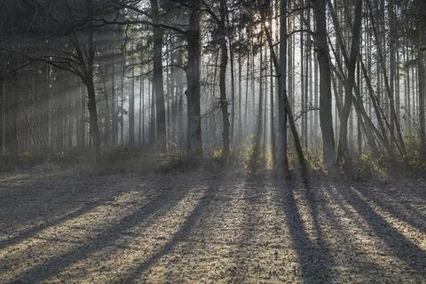 Sun rays fall through trees, Lusatia, Saxony, Germany, December 2025 Stock Photos