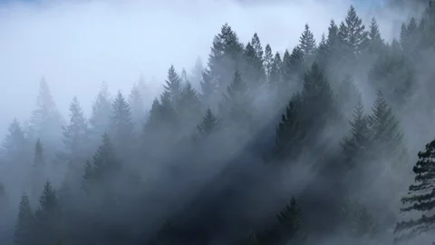 Sun rays falling between trees in Redwood National and State Parks, California 스톡 동영상 268134392