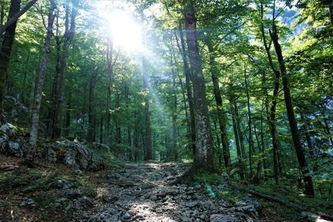Sun rays falling in forest Triglav National Park Stock Photos