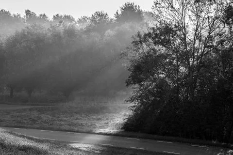 Sun rays falling through trees in Autumn in black and white Stock Photos