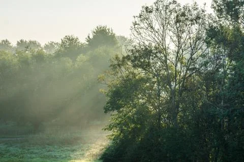 Sun rays falling through trees in Autumn Stock Photos