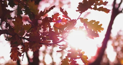 Sun rays falling true colorful branches with a beautiful autumn garden or park Stock Footage 132522327