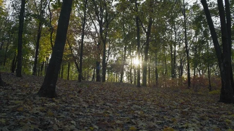 Sun Rays Fight Through Autumn Foliage Stock Footage 97268092