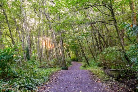 Sun rays filter through the forest canopy on hiking trail. Meadowdale Beach P Stock Photos