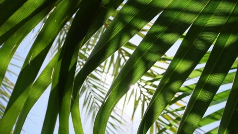 Sun rays filter through the green palm leaves Stock Footage 285231582